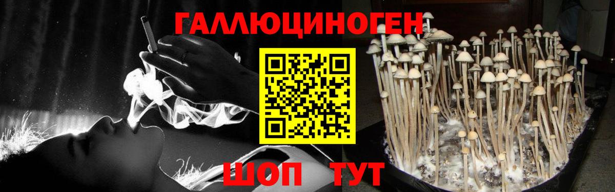Благовещенск  Галлюциногенные грибы Cubensis  Вход с VPN 